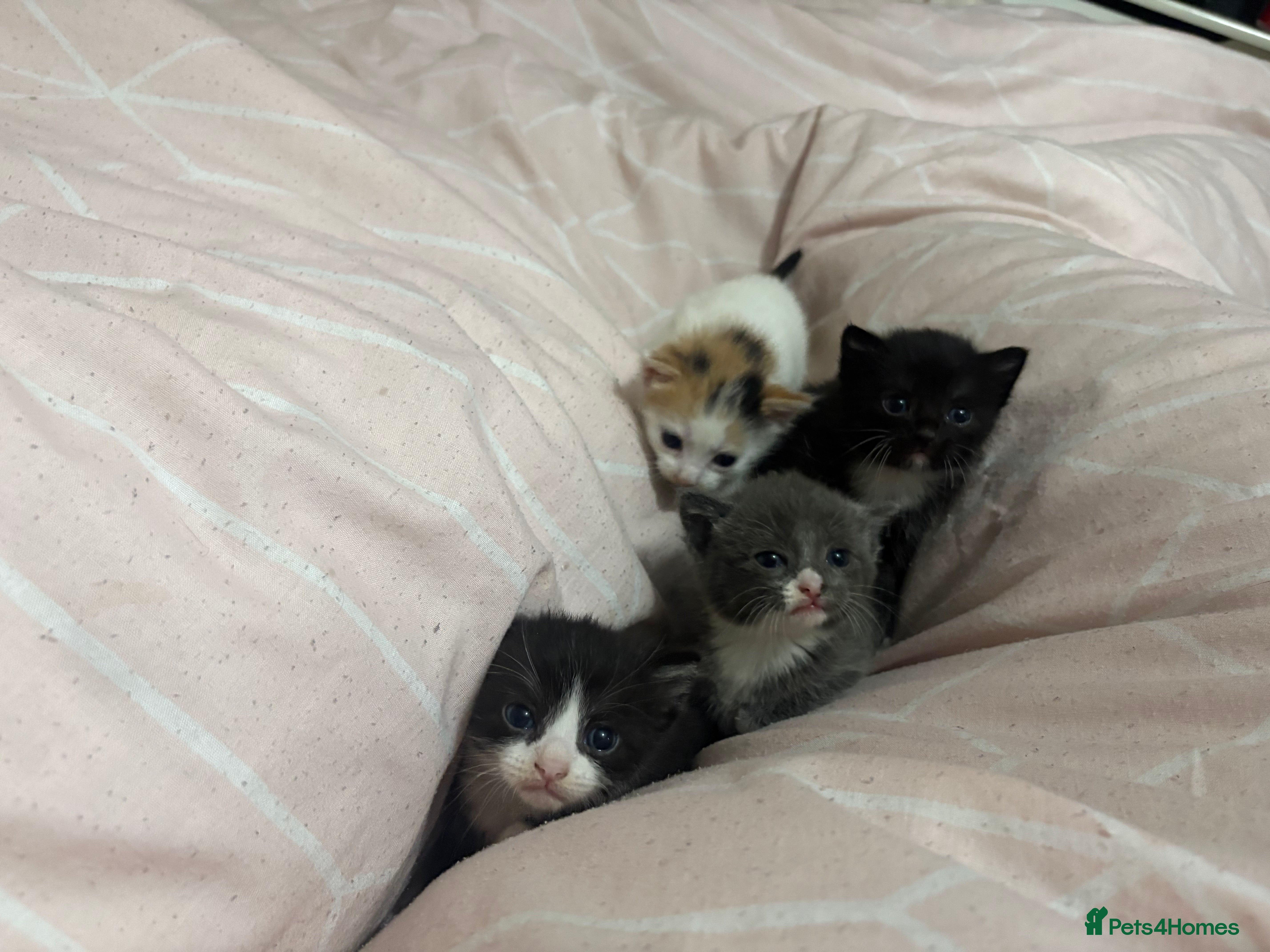 Mixed Breed cats 3 kittens for Sale  - Advert 1