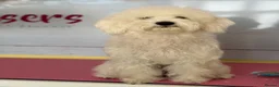 Mixed Breed dogs for stud: Schnoodle White Stud - Advert 3