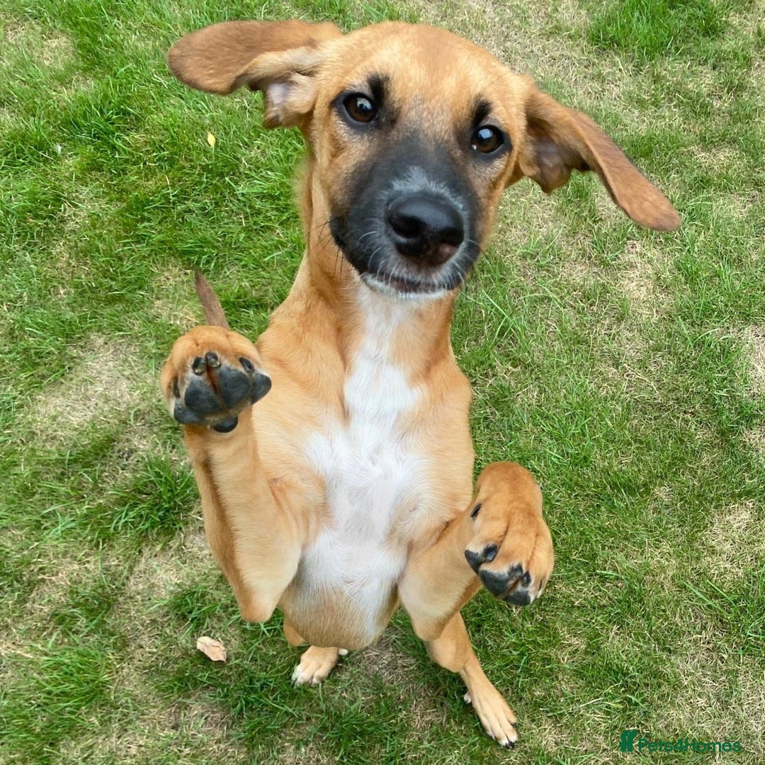 Mixed Breed dogs for adoption: Minnow (Hound/Shepherd mix) - Image 2