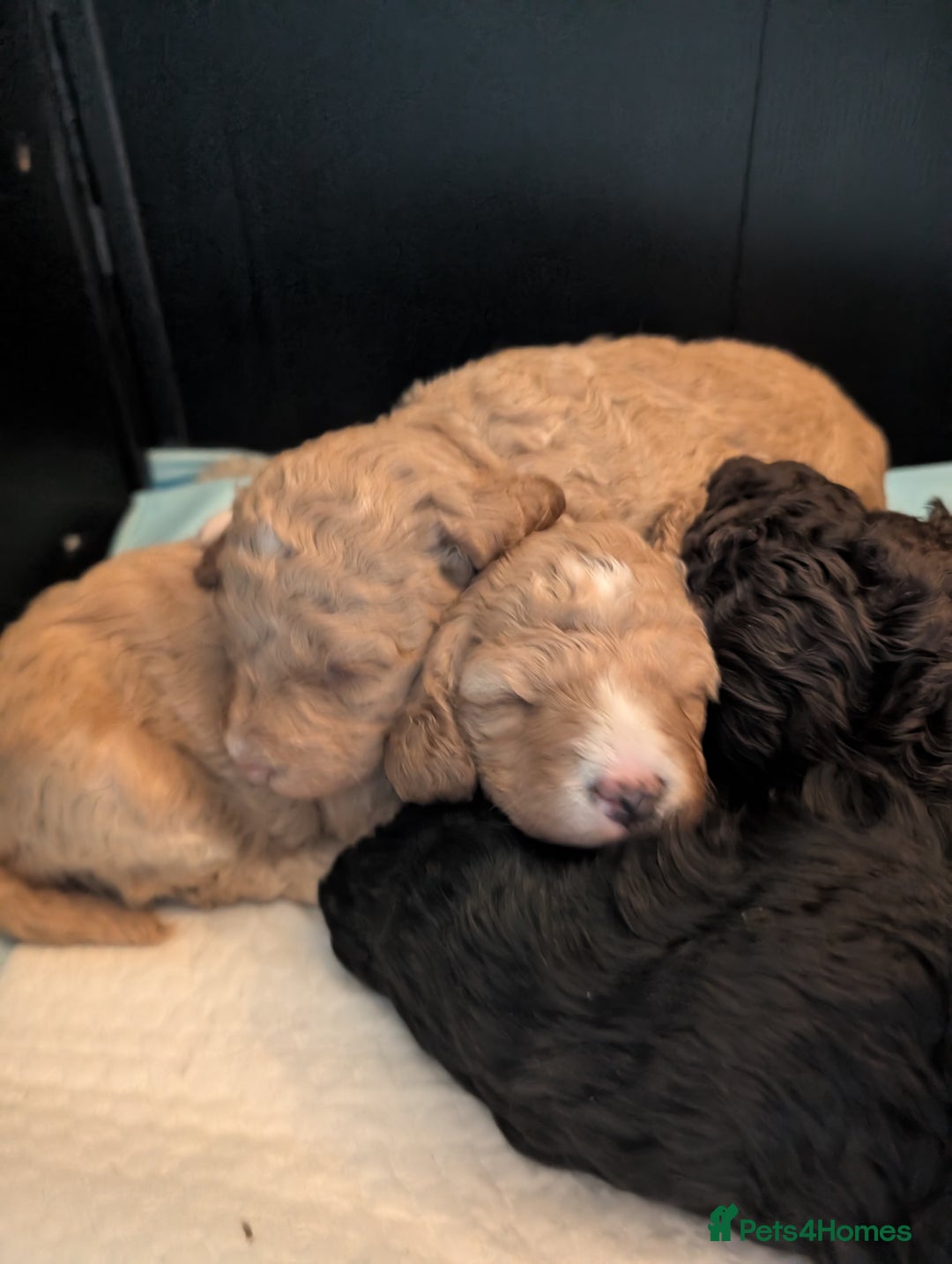 Mixed Breed dogs for sale: F1B Ttoodle Puppies  - Advert 9