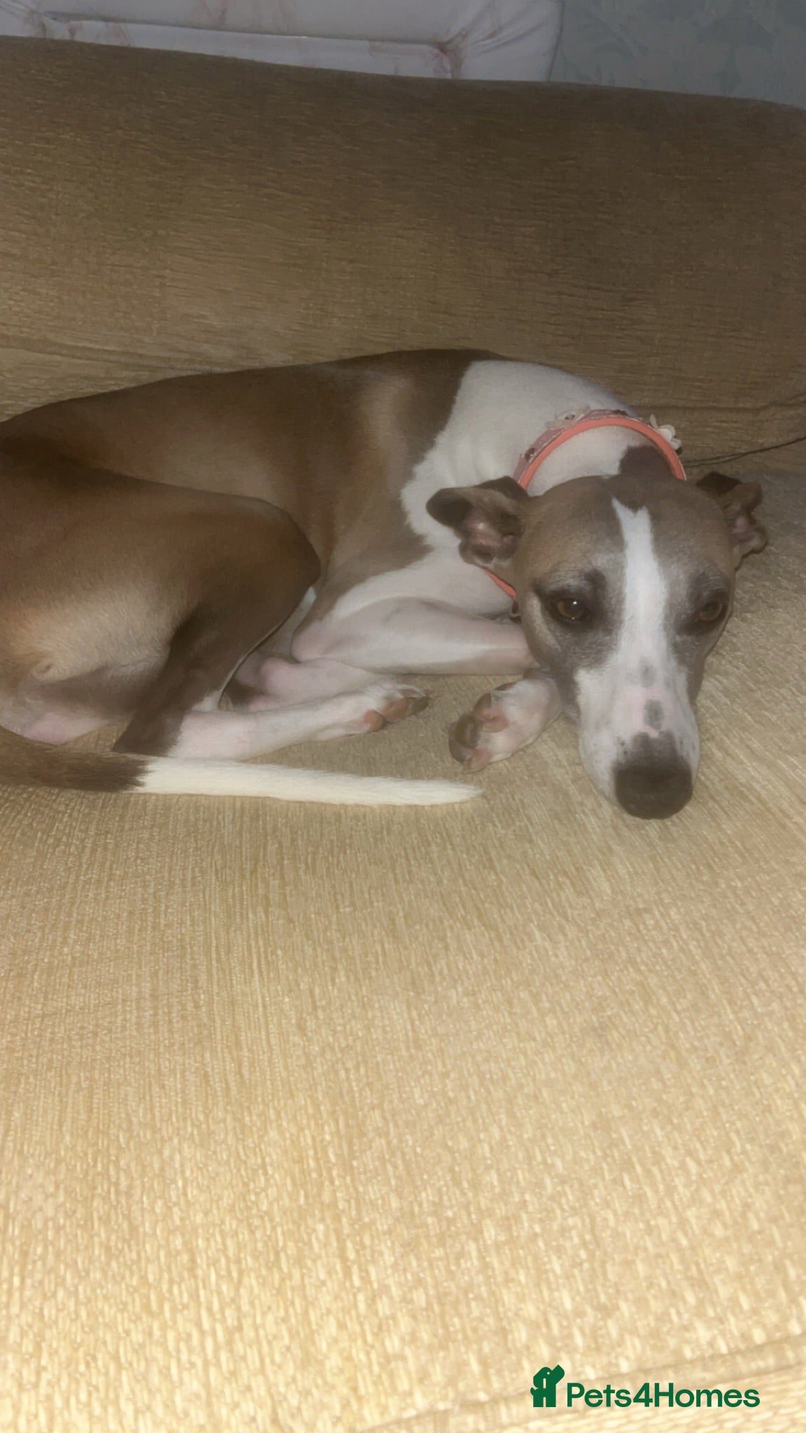 Whippet dogs Whippet pups for sale  - Advert 11