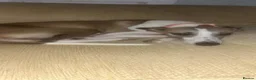 Whippet dogs for sale: Whippet pups for sale  - Advert 1