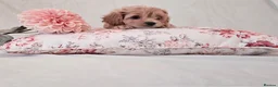 Cockapoo dogs for sale: Toy Teddy Bear Cockapoo Puppies - Advert 17
