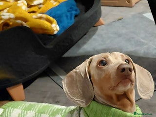 Miniature Dachshund dogs Daschund Stud KC Prince ♥️ in Liverpool - Advert 1