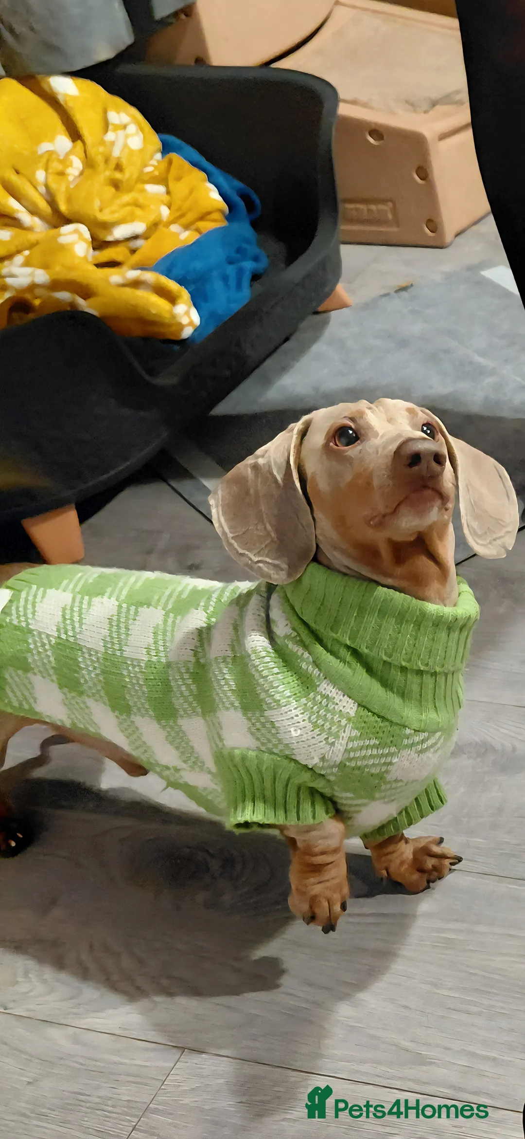 Miniature Dachshund dogs for stud: Daschund Stud KC Prince ♥️ in Liverpool - Advert 1