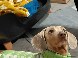 Miniature Dachshund dogs Daschund Stud KC Prince ♥️ in Liverpool - Advert 11