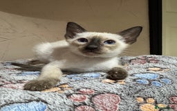 Siamese cats for sale: 1 cute Siamese girl available now-fully vaccinated - Image 15