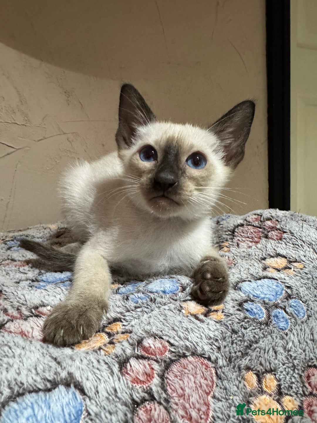Siamese cats for sale: 1 cute Siamese girl available now-fully vaccinated - Image 15