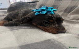 Dachshund dogs for sale: Beautiful rainbow 🌈🌈 litter 💙🩷 - Image 12