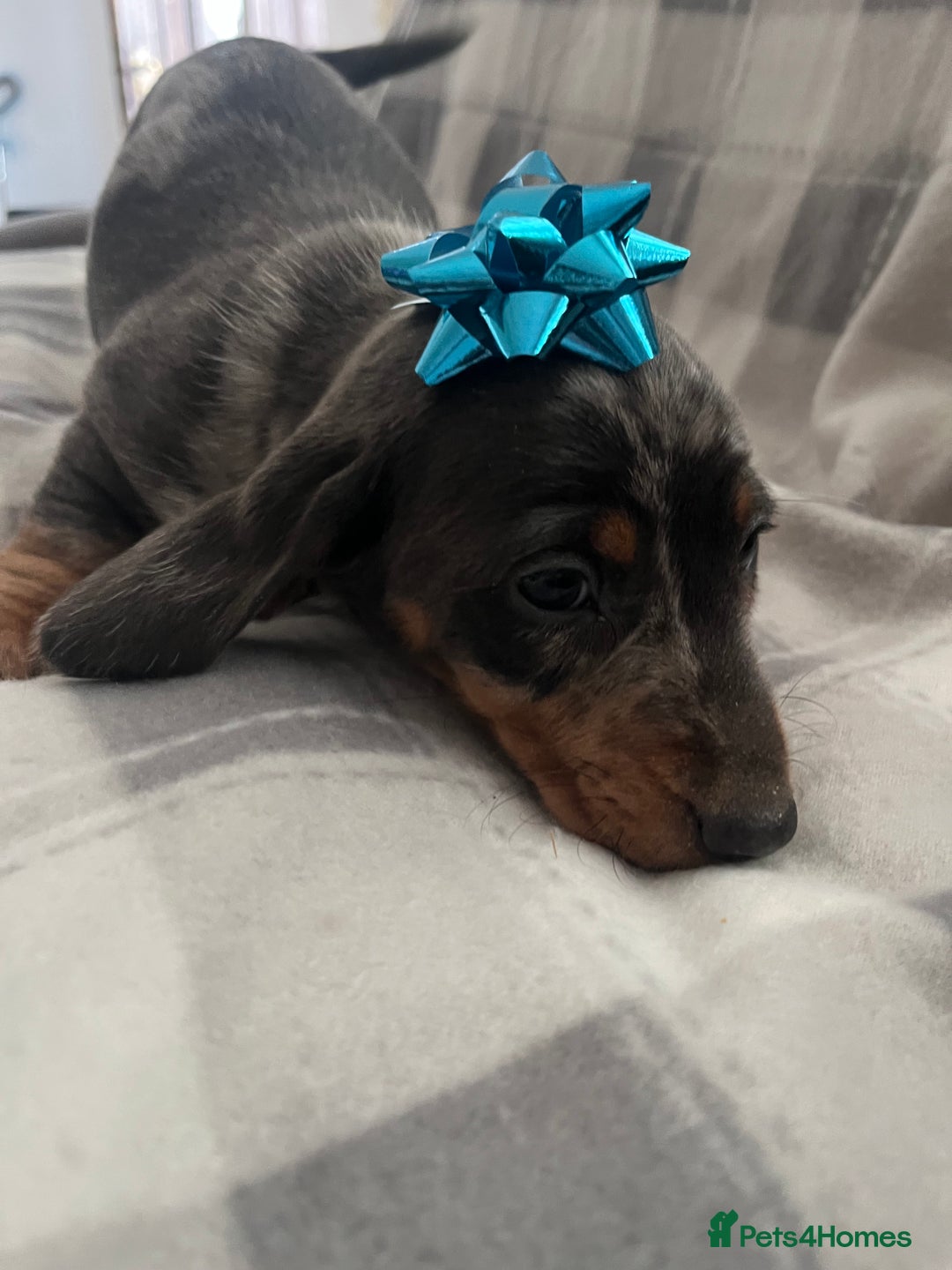 Dachshund dogs for sale: Beautiful rainbow 🌈🌈 litter 💙🩷 - Image 12
