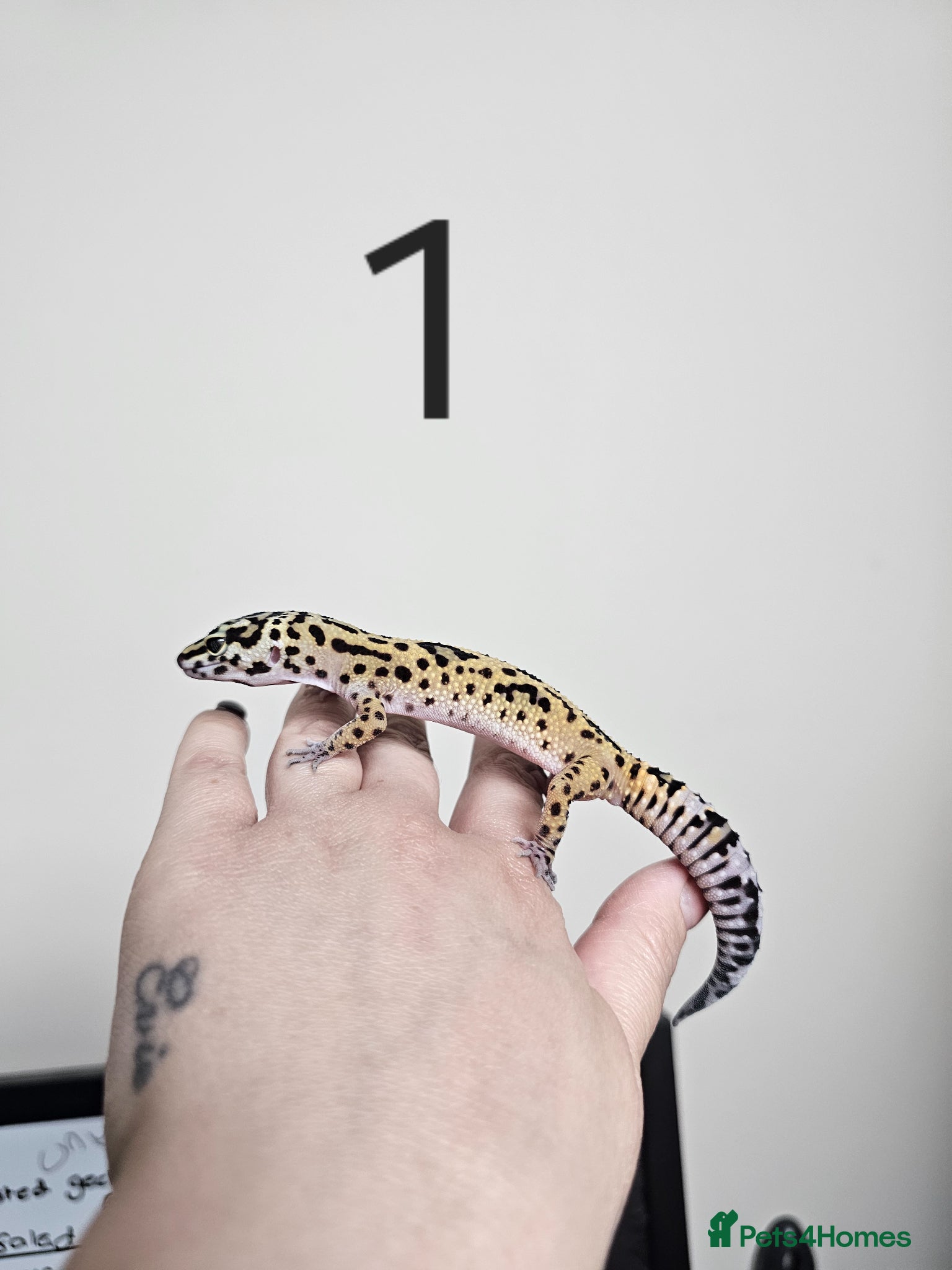 Leopard Gecko reptiles Baby leopard geckos , cresties and royals  - Advert 6