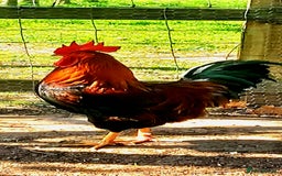 Hens poultry for sale: Purebred Welsumer lg Fowl young Cocks and Hens RD - Image 3