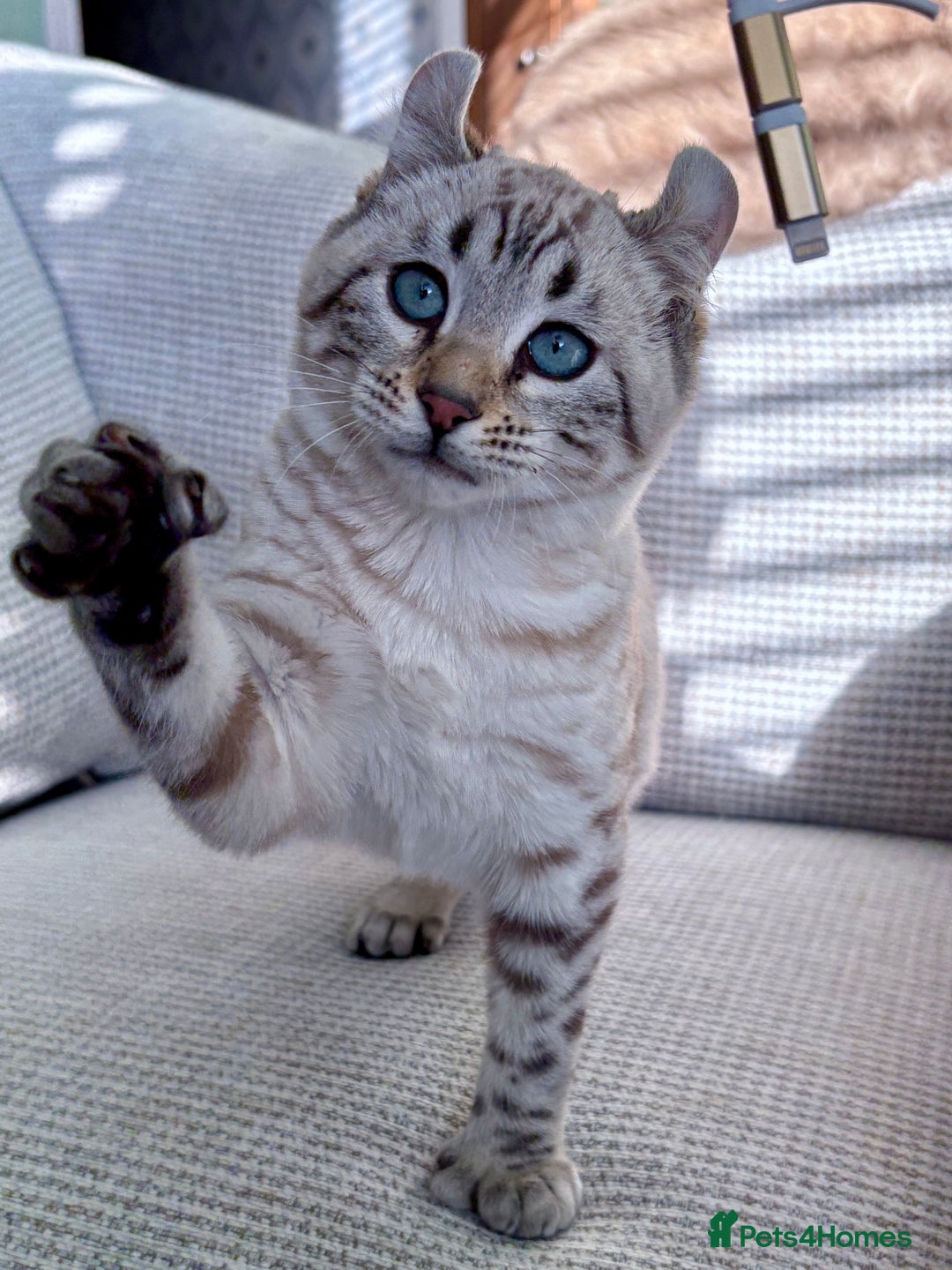 Keetso cats for sale: Super wild looking poly curled eared leopard  - Advert 25