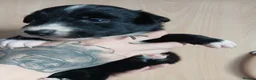 Border Collie dogs for sale: 1 beautiful boy left - Advert 4
