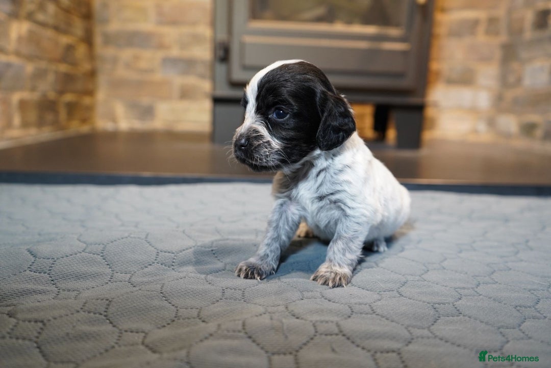 Cocker Spaniel dogs for sale: Chocolate, Blue Roan & Black Cocker Spaniel Babies - Advert 3