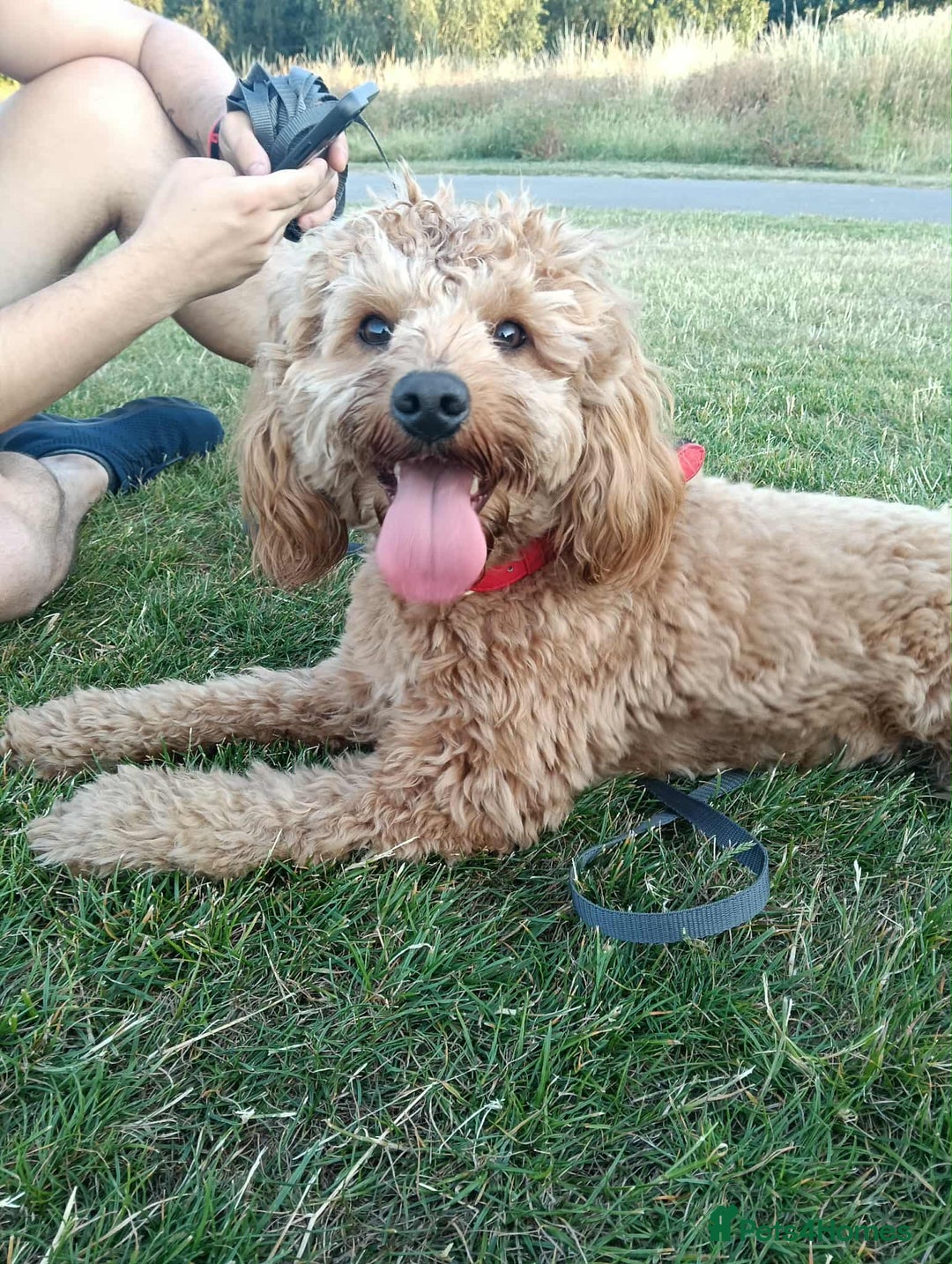 Cockapoo dogs for stud: (UNPROVEN) cockapoo male F3 available for stud   - Image 7