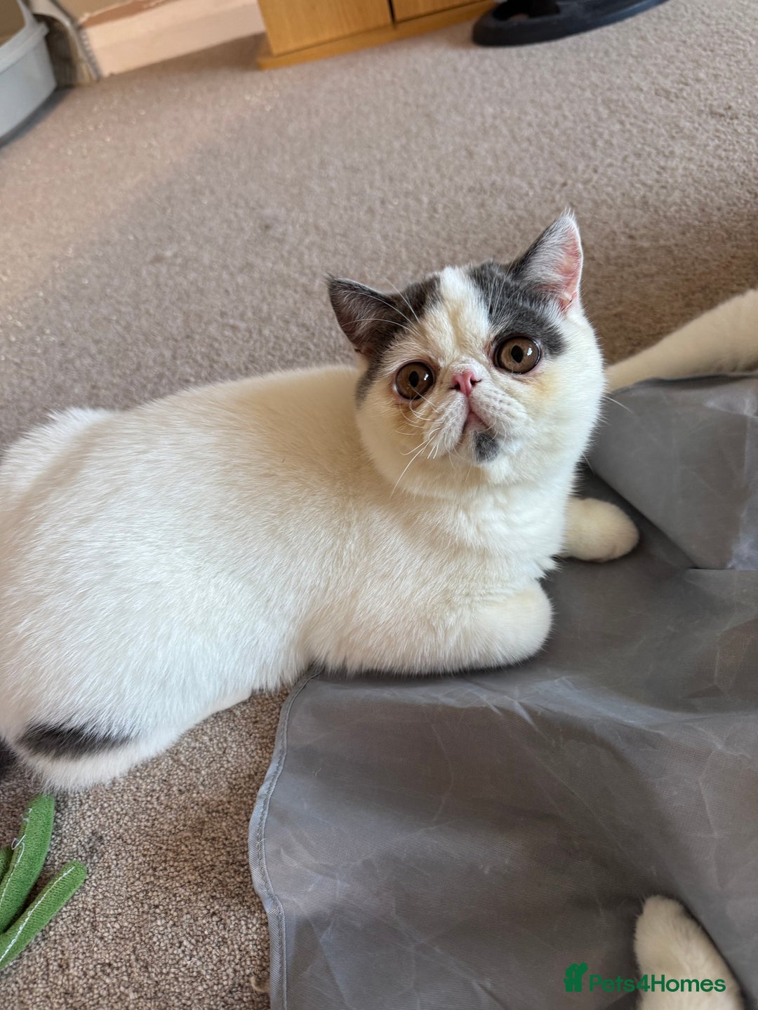 Exotic cats for sale: Beautiful chunky big eyed Exotic kittens - Advert 4