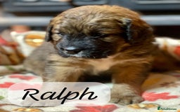 Bernedoodle dogs for sale: Beautiful Bernedoodle babies  - Advert 29