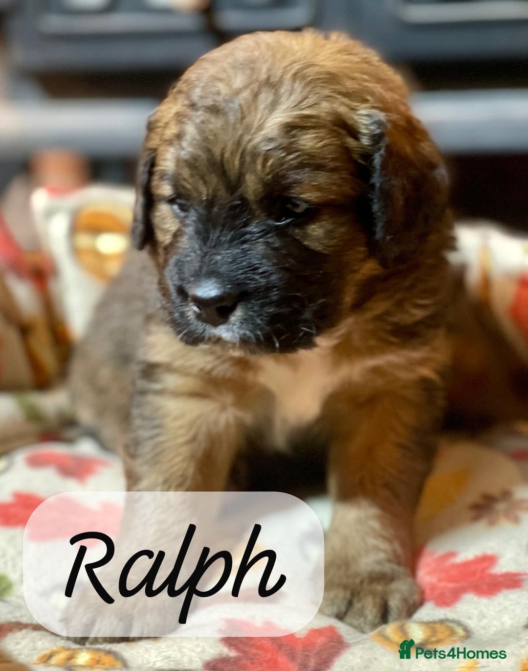 Bernedoodle dogs for sale: Beautiful Bernedoodle babies  - Advert 29