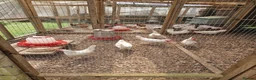 Hens poultry for sale: Warren and Leghorn laying hens - Advert 1