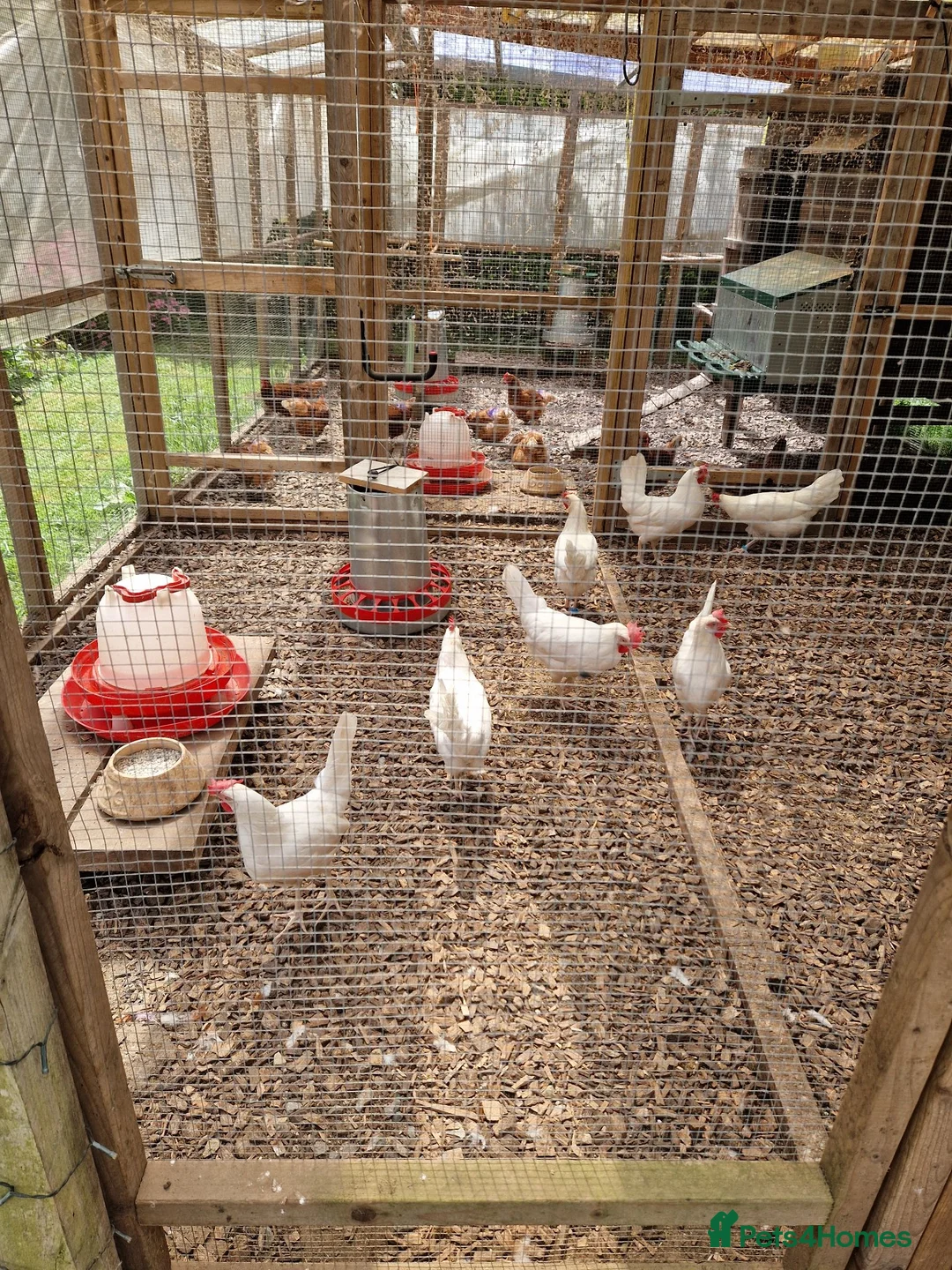 Hens poultry for sale: Warren and Leghorn laying hens - Advert 1