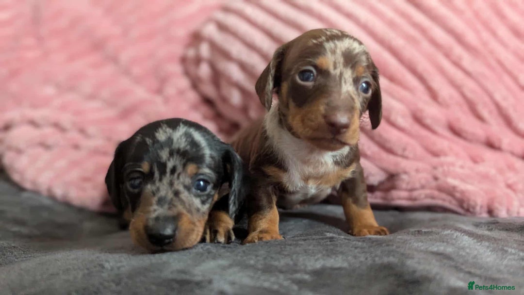 Miniature Dachshund dogs for sale: Beautiful KC miniature dachshund puppies - Image 12
