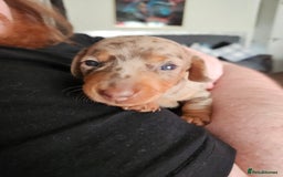 Dachshund dogs for sale: Dashound puppies for sale.  - Image 5