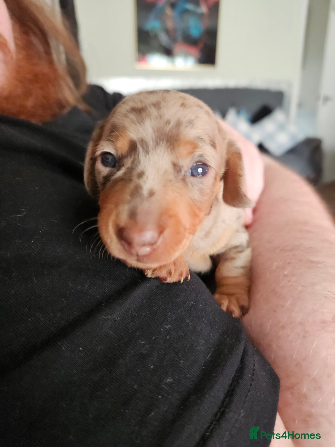 Dachshund dogs for sale: Dashound puppies for sale.  - Image 5