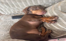 Dachshund dogs for sale: Brown/Biscuit friendly Dachshund puppy  - Image 3