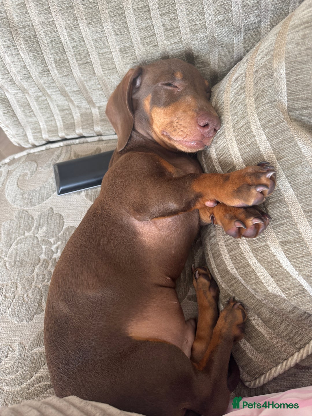 Dachshund dogs for sale: Brown/Biscuit friendly Dachshund puppy  - Image 3