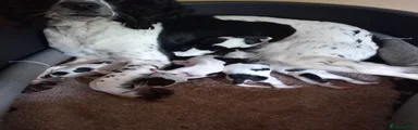 English Springer Spaniel 