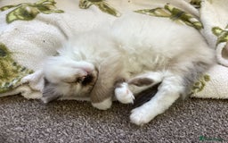 Ragdoll cats for sale: Adorable Ragdoll Kittens - Image 2