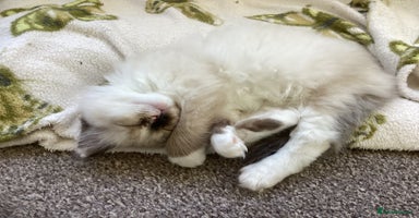 Ragdoll cats - Advert 14