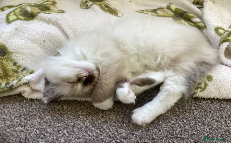 Ragdoll cats - Advert 1