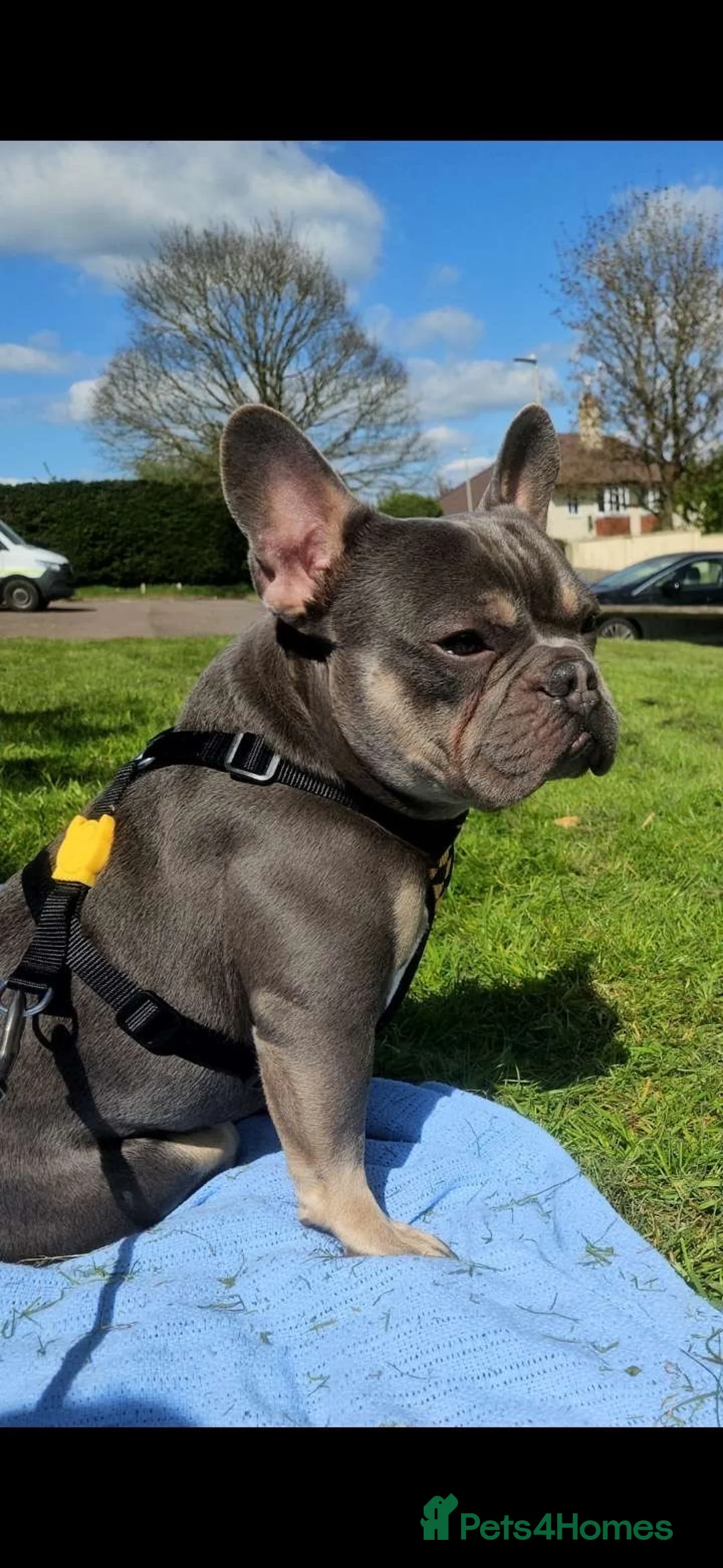 French Bulldog dogs for stud: STUD• Blue & tan French bulldog • STUD - Advert 1