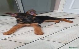 German Shepherd dogs for sale: Beautiful German Shepherd pups Blk / Tan Ready Now - Image 21