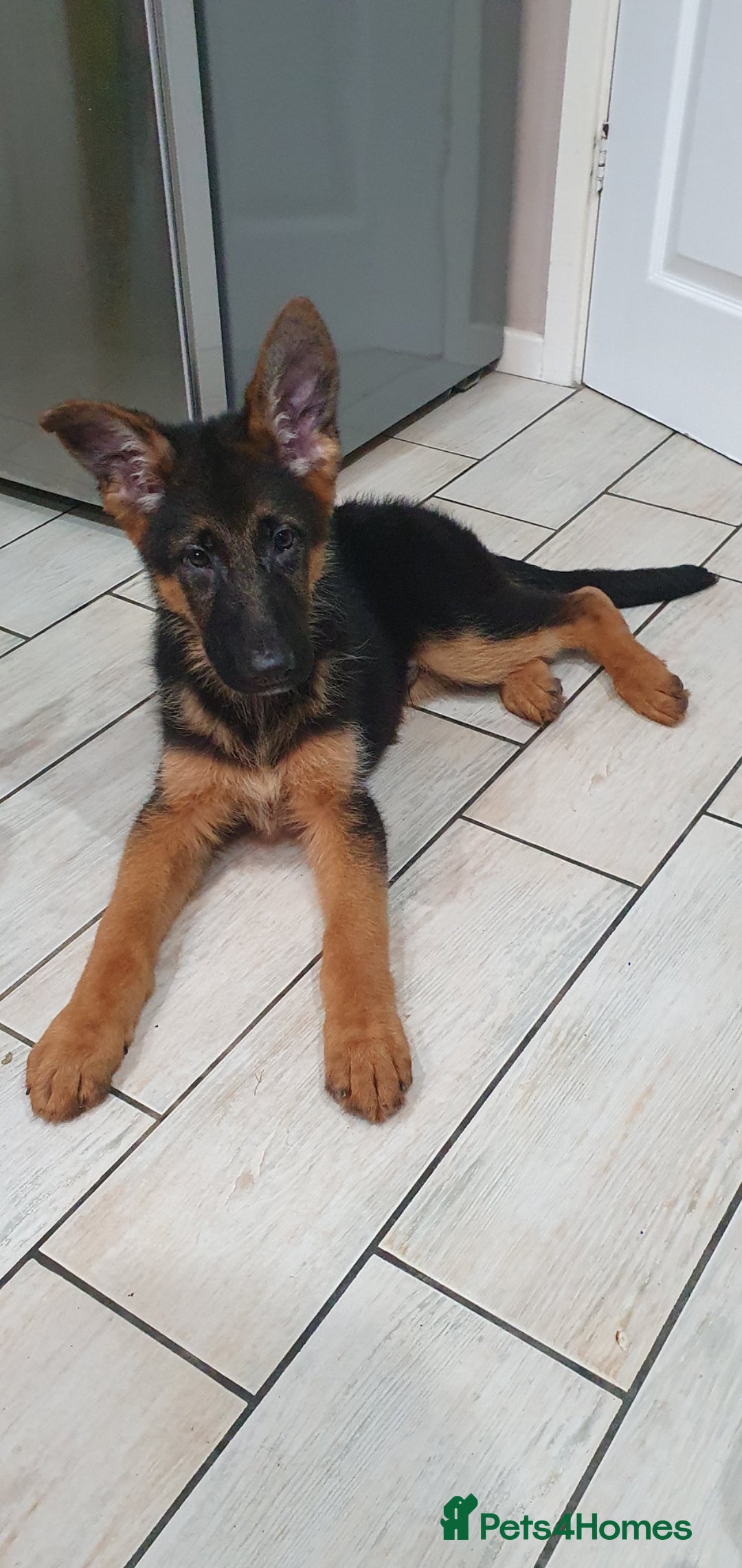 German Shepherd dogs for sale: Beautiful German Shepherd pups Blk / Tan Ready Now - Image 21