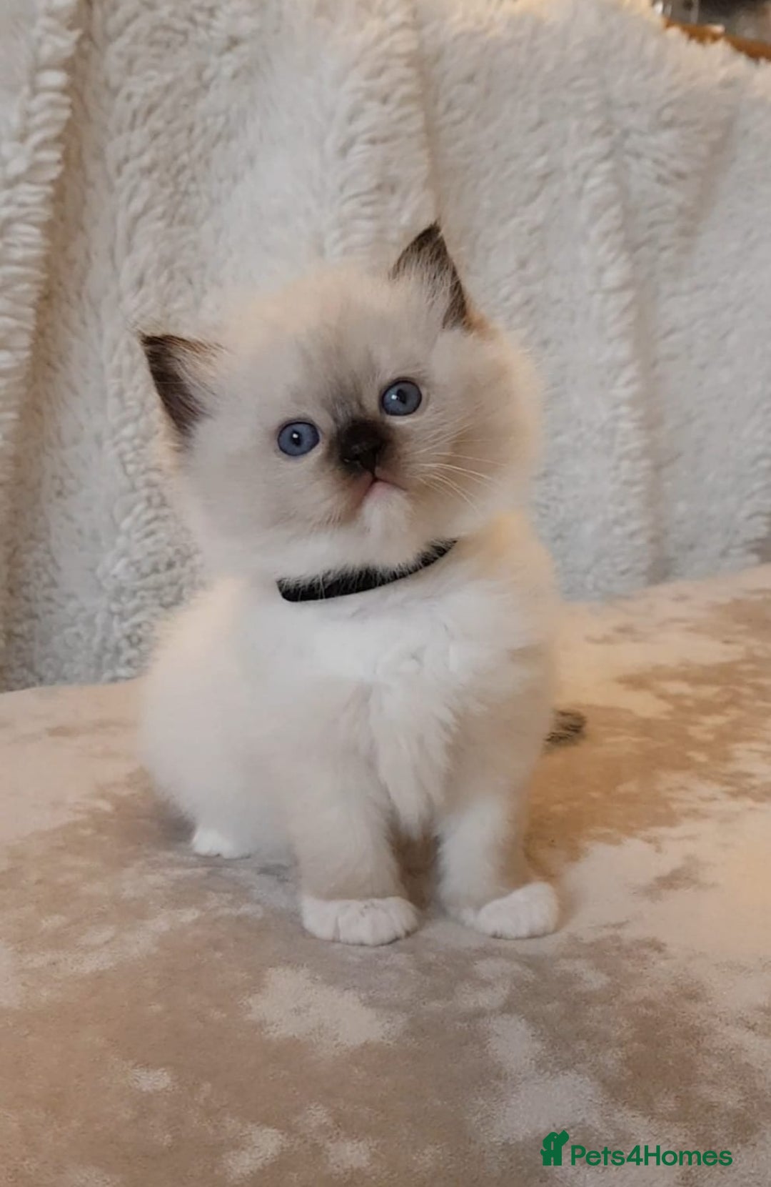Ragdoll cats for sale: Exceptional Bloodlines Ragdoll kittens  - Advert 1