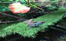 Lizard reptiles for sale: Butterfly Agama - Image 1