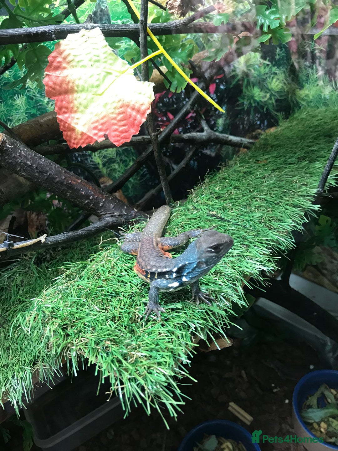 Lizard reptiles for sale: Butterfly Agama - Image 1