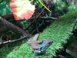 Lizard reptiles - Advert 3