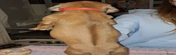 Rhodesian Ridgeback dogs for sale: Champion Bloodline Pups Available  - Advert 10