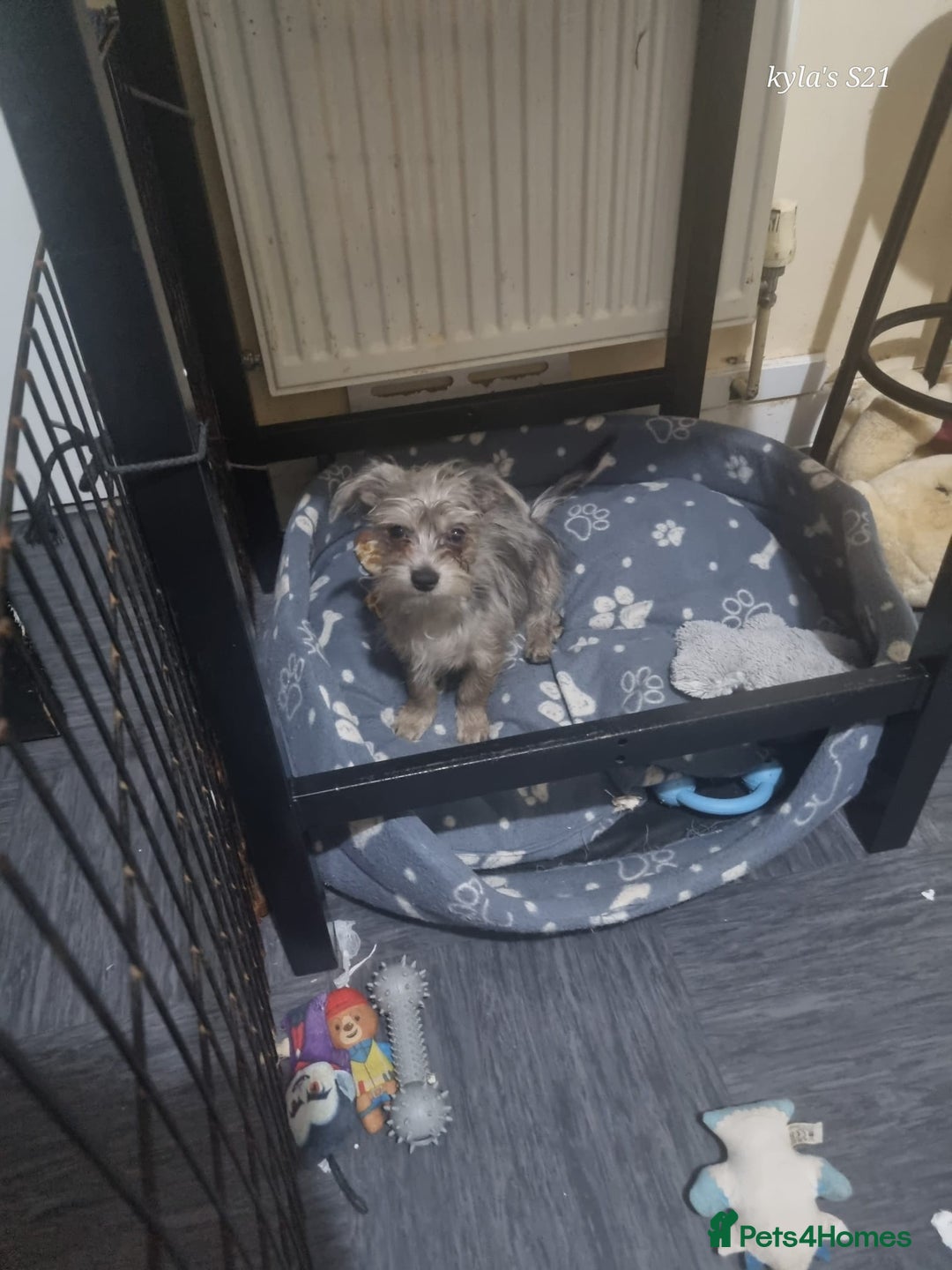 Chorkie dogs for sale: Merle male chorkie £700 ono - Advert 2