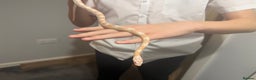Corn Snake reptiles for sale: Male snow corn snake  - Advert 1