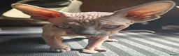 Sphynx cats for sale: Sphynx kittens in Milton Keynes - Advert 11