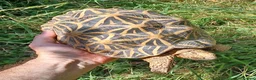 Tortoise reptiles for sale: INDIAN STAR TORTOISES ADULT BREEDING TRIO - Advert 6