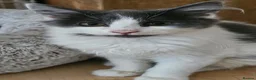 Mixed Breed cats for adoption: Bonded Rescue Kittens Looking for a Forever Home - Advert 6