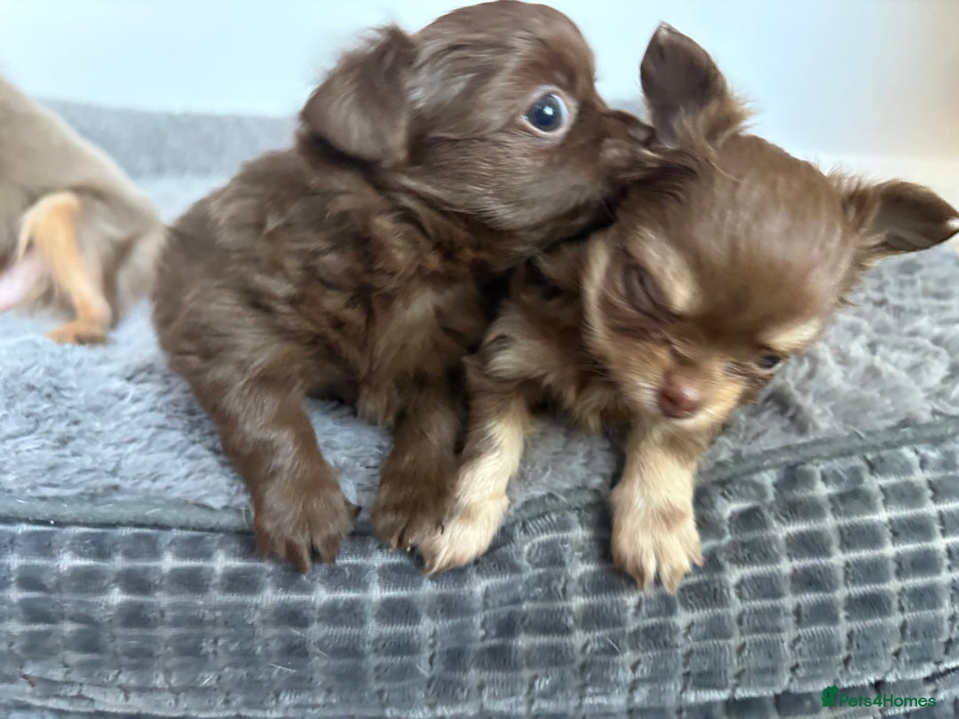 Chihuahua dogs for sale: 💗 One Beautiful Longhaired Chihuahua Puppy Girl  - Advert 4