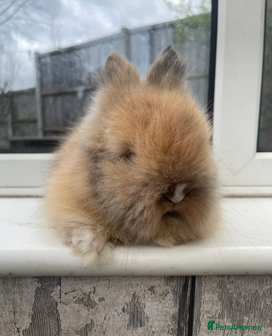 Lionhead rabbits for sale: Super fluffy DM lionhead babies 🐰 - Advert 6