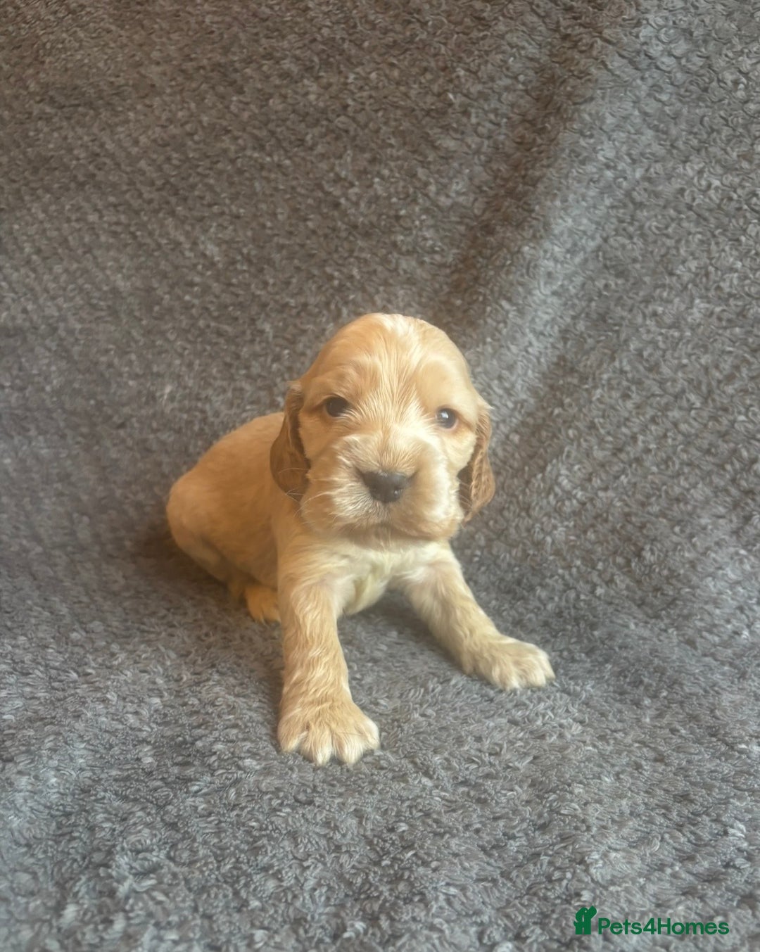 Cocker Spaniel dogs for sale: Health Tested KC Cocker Spaniel Puppies  - Advert 8